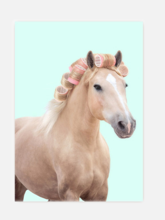 Curly Horse Postkarte