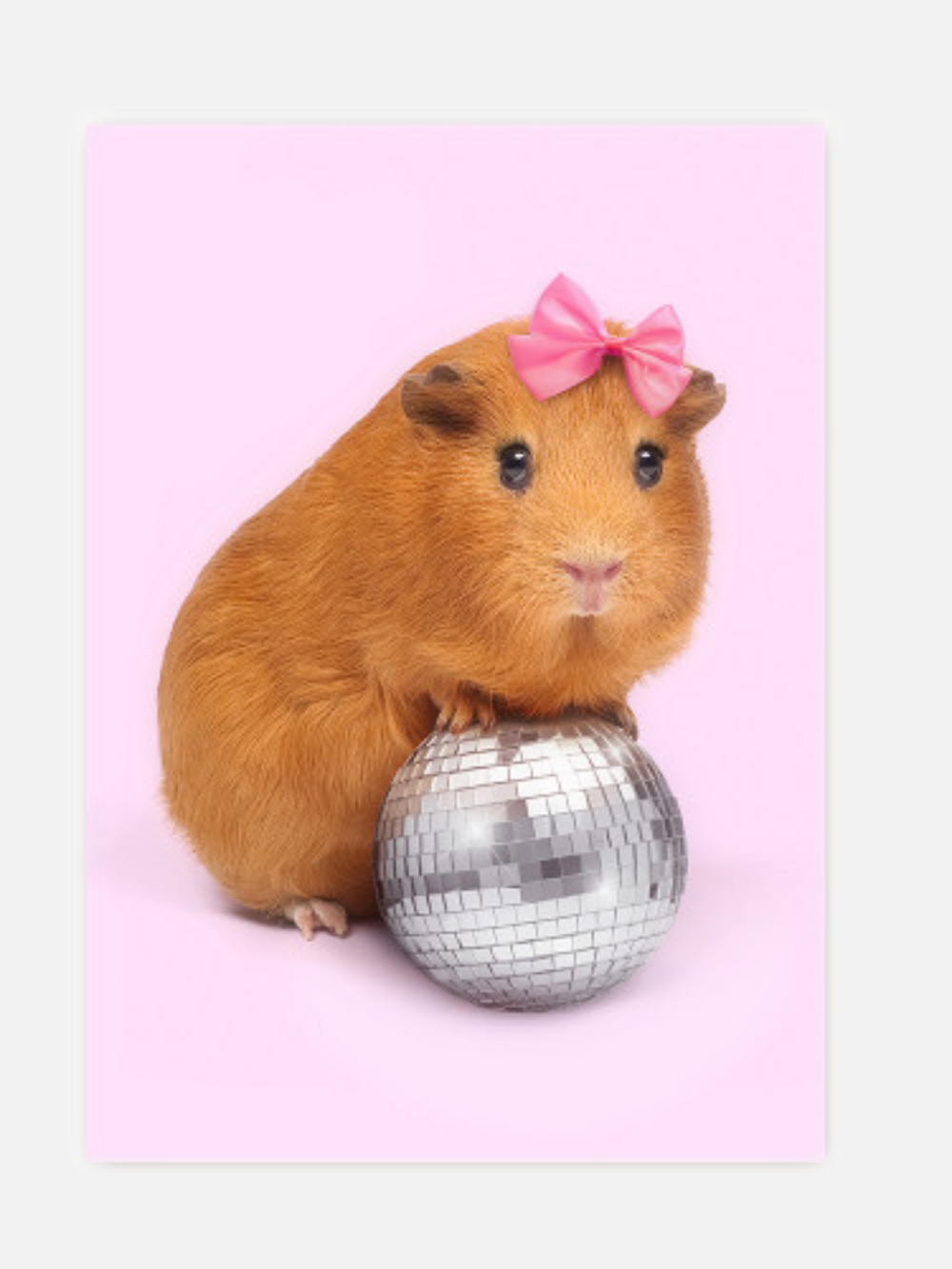 Disco Guinea Pig Postkarte