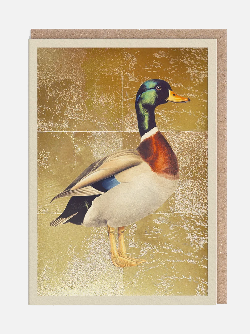 Mallard Duck Karte